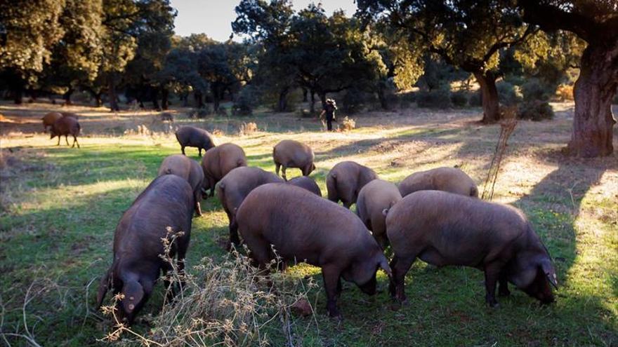 El sector del porcino en Extremadura confía en una montanera «aceptable» si continúan las lluvias