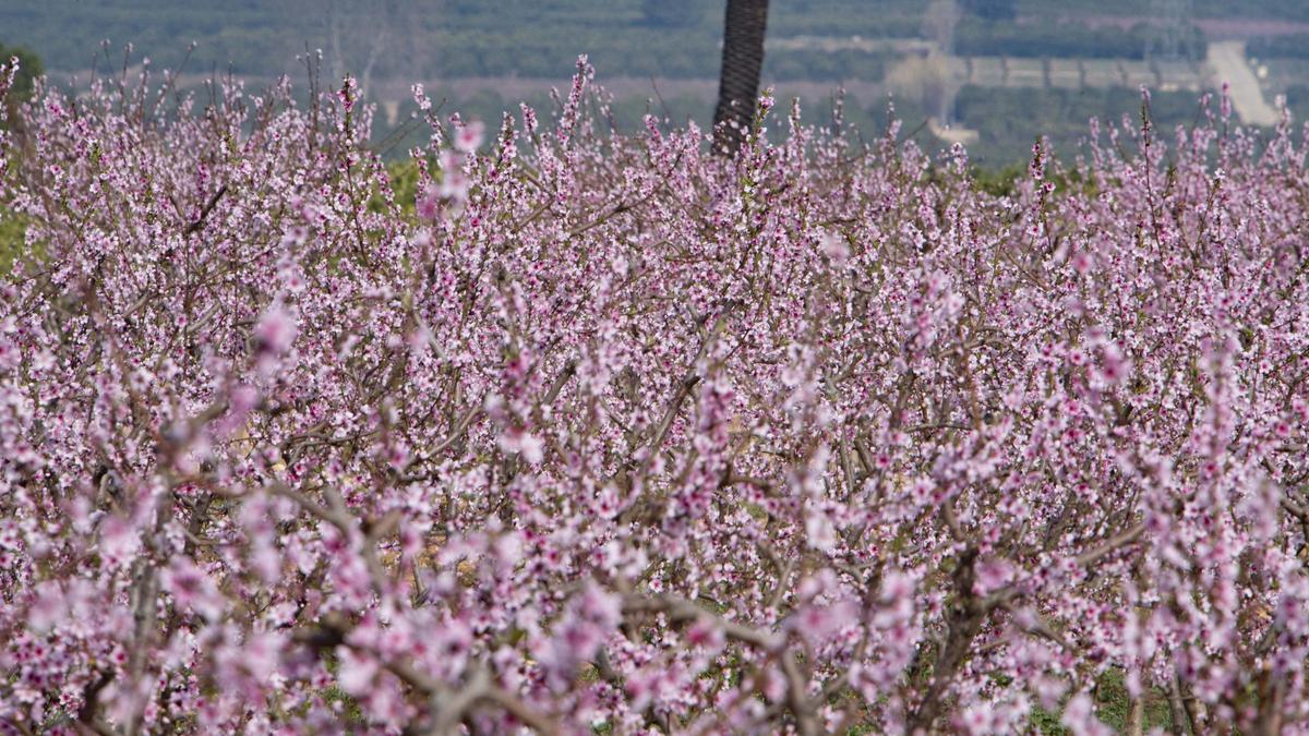 Los almendros en flor ya alegran los paisajes valencianos