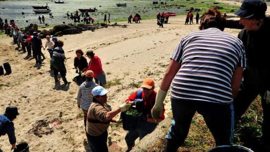 Las mariscadoras trabajaron en la extracción de algas en la playa de A Sapeira hace dos semanas.  // I. A.