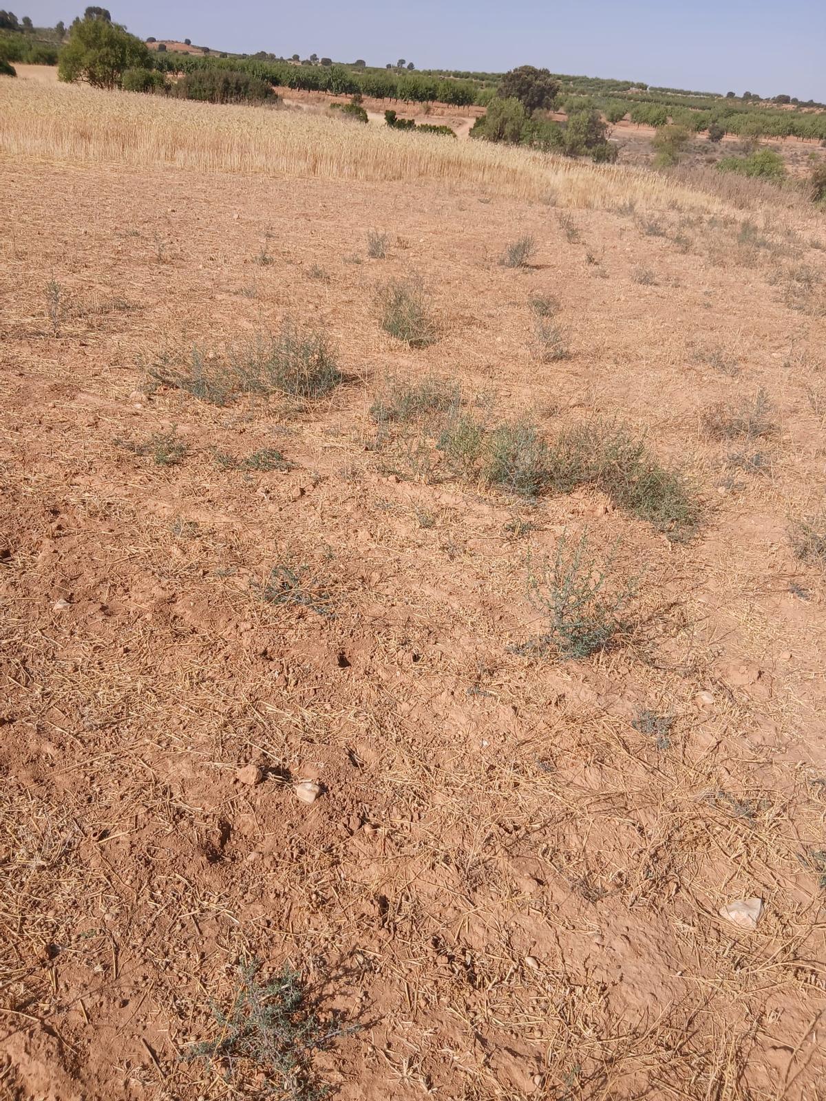 Campo de cereal.