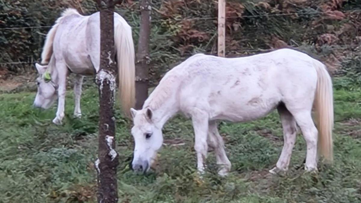 Caballos en el monte comunal de Castelo.