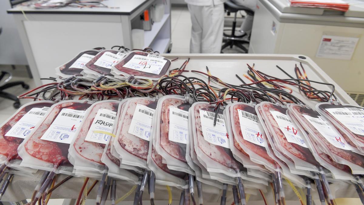 Bolsas de sangre separadas por grupos en el laboratorio del ICHH de la capital grancanaria.
