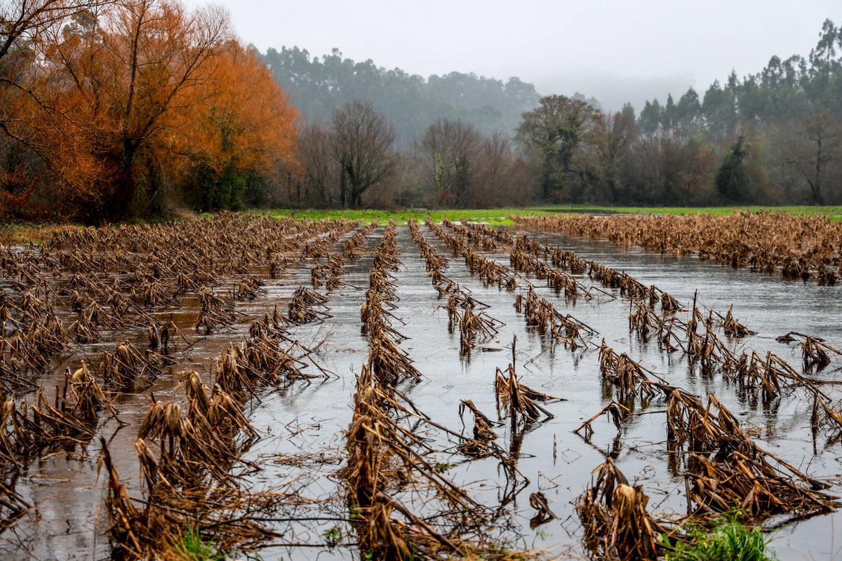 Tierras de cultivo totalmente anegadas.