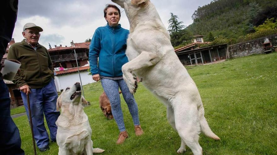 José Luis Plaza y su hija Luisa observan a &quot;Maya&quot; y &quot;Olga&quot;, con &quot;Milka&quot; detrás.