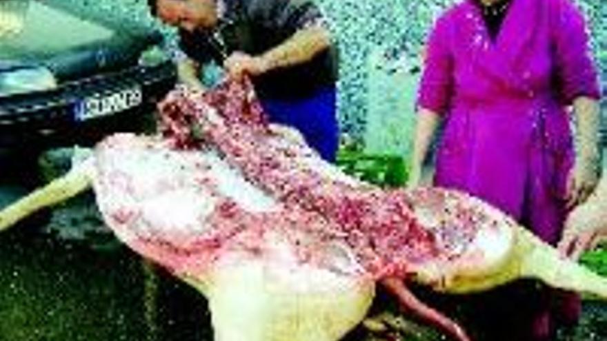 Sacrificados 3.332 cerdos en 1.896 matanzas en la comarca