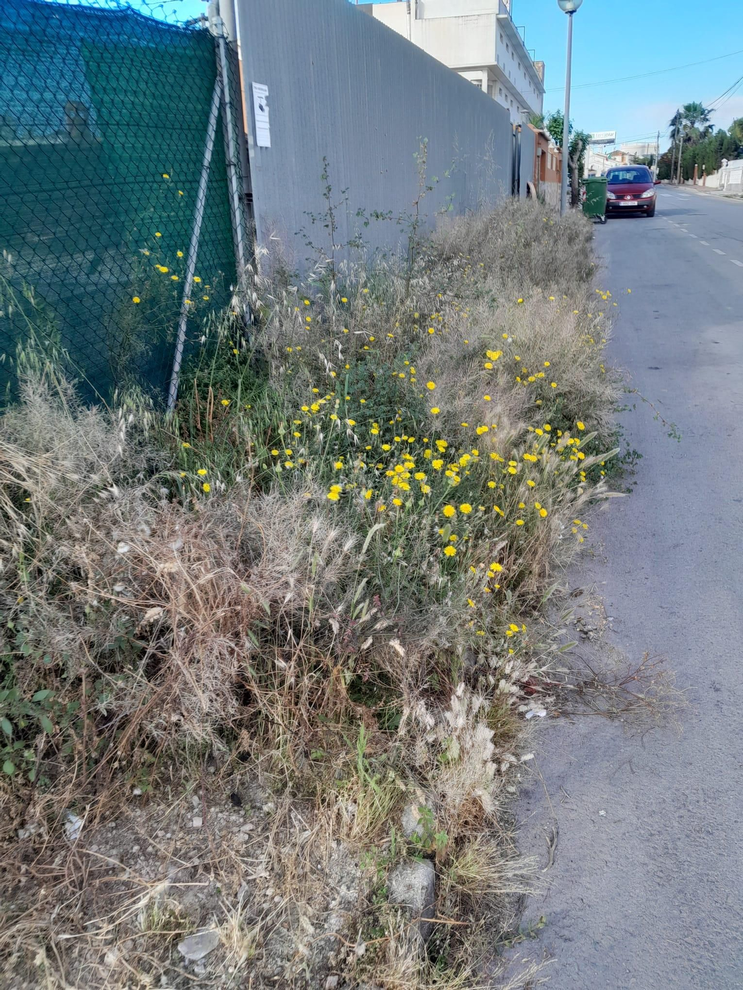 Una jungla sobre el asfalto de Orihuela Costa