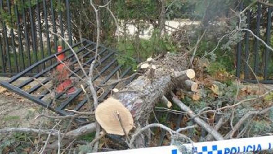 Un arbre de l&#039;IES Peguera cau  i en destrossa la tanca