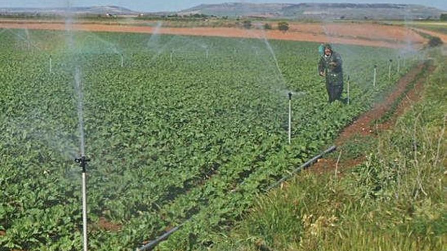 Un agricultor de Toro supervisa el funcionamiento del sistema de riego de su parcela cultivada.