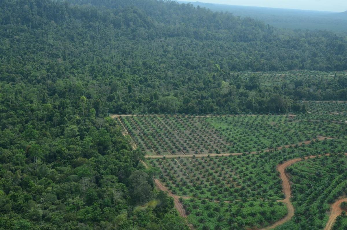 La producción de semillas oleaginosas como el aceite de palma es el factor más importante de extinción de especies a escala mundial.