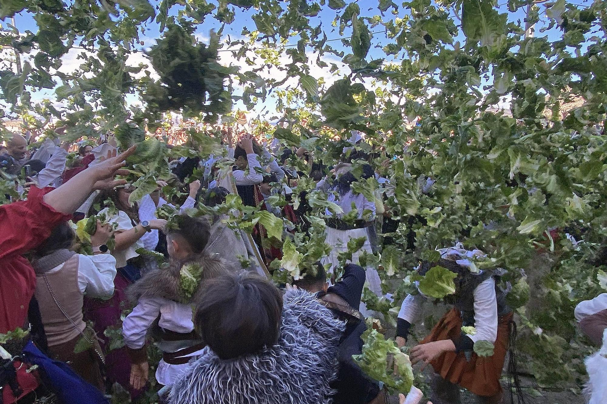 Lechugas al cielo para una batalla campal en Villena