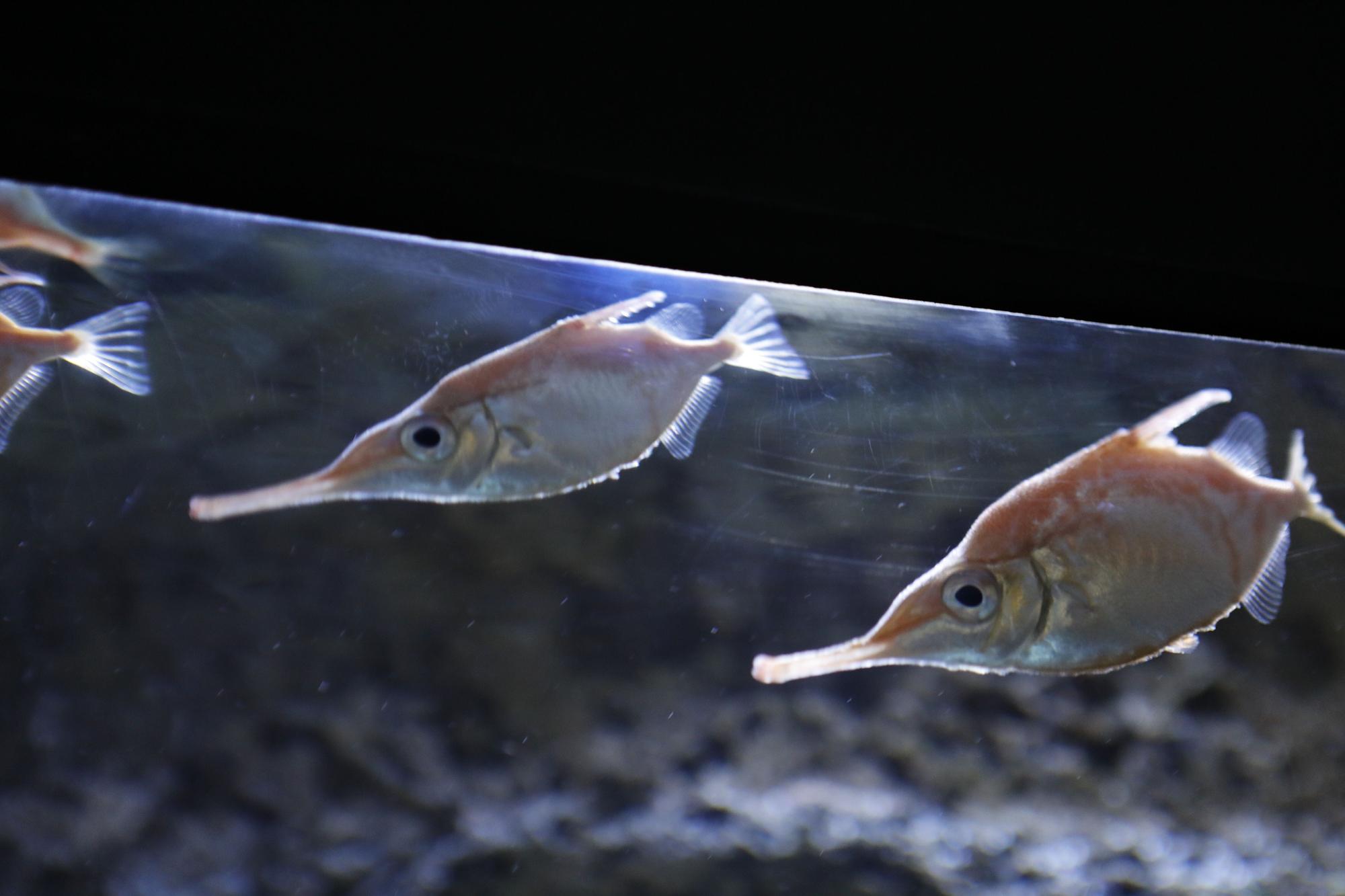 En imágenes: Así funciona por dentro del Acuario de Gijón