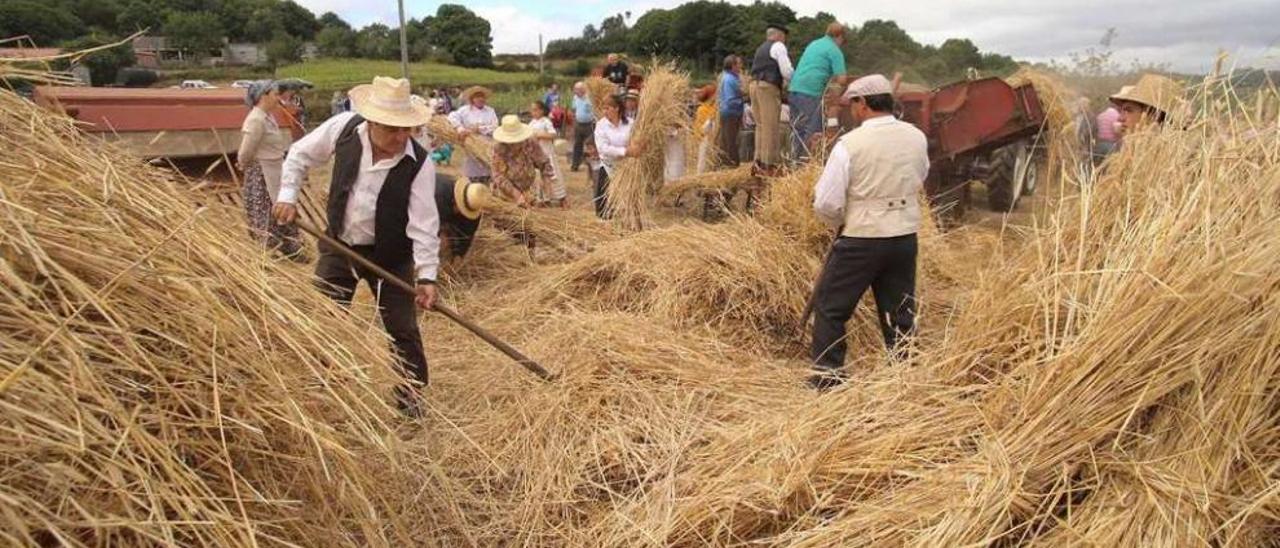 Los lugareños, ayer, juntando la paja para realizar el palleiro. // Bernabé/Gutier