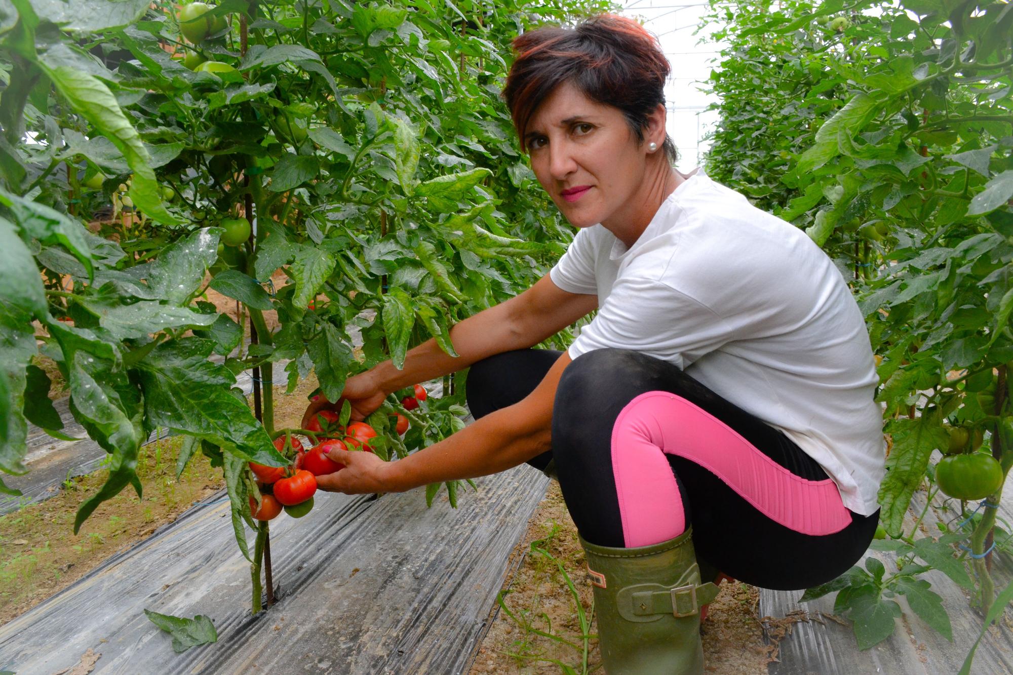 Celia Vallina muestra algunos de los tomates que ya empiezan a madurar en su huerta.