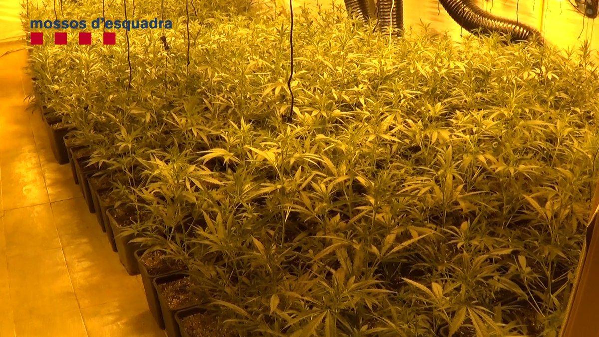 Plantación de marihuana propiedad de la banda desarticulada por los Mossos en Barcelona