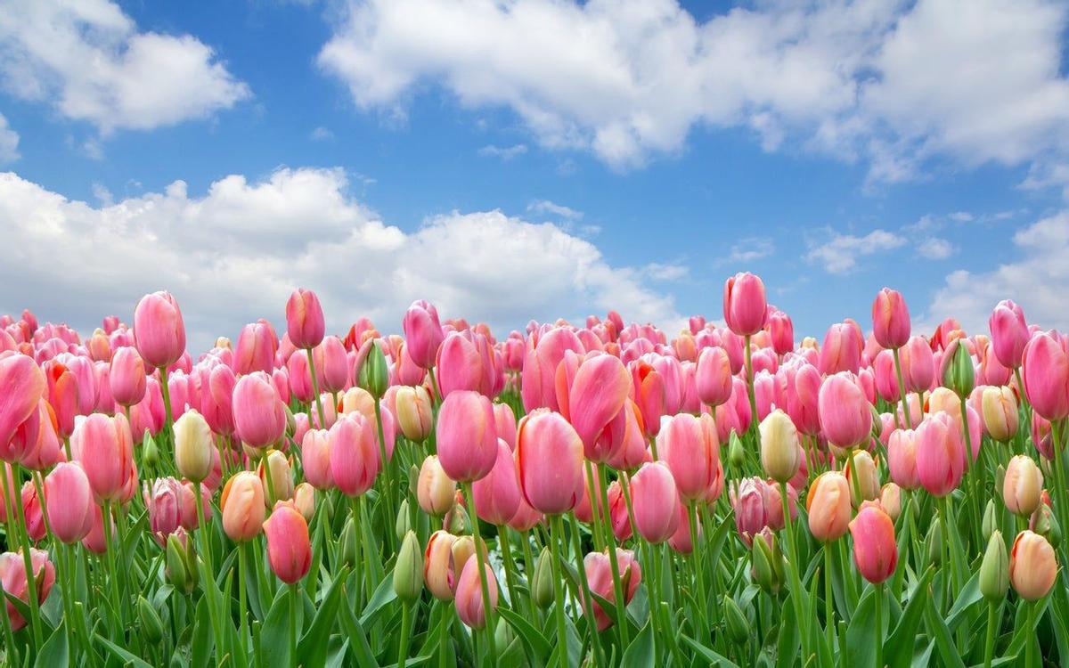 Tulipanes, Holanda