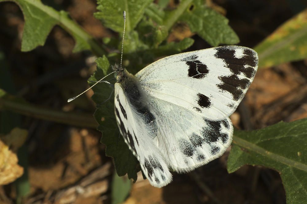 Una mariposa blanca del grupo de los piéridos, concretamente una ‘Pontia daplidice’.