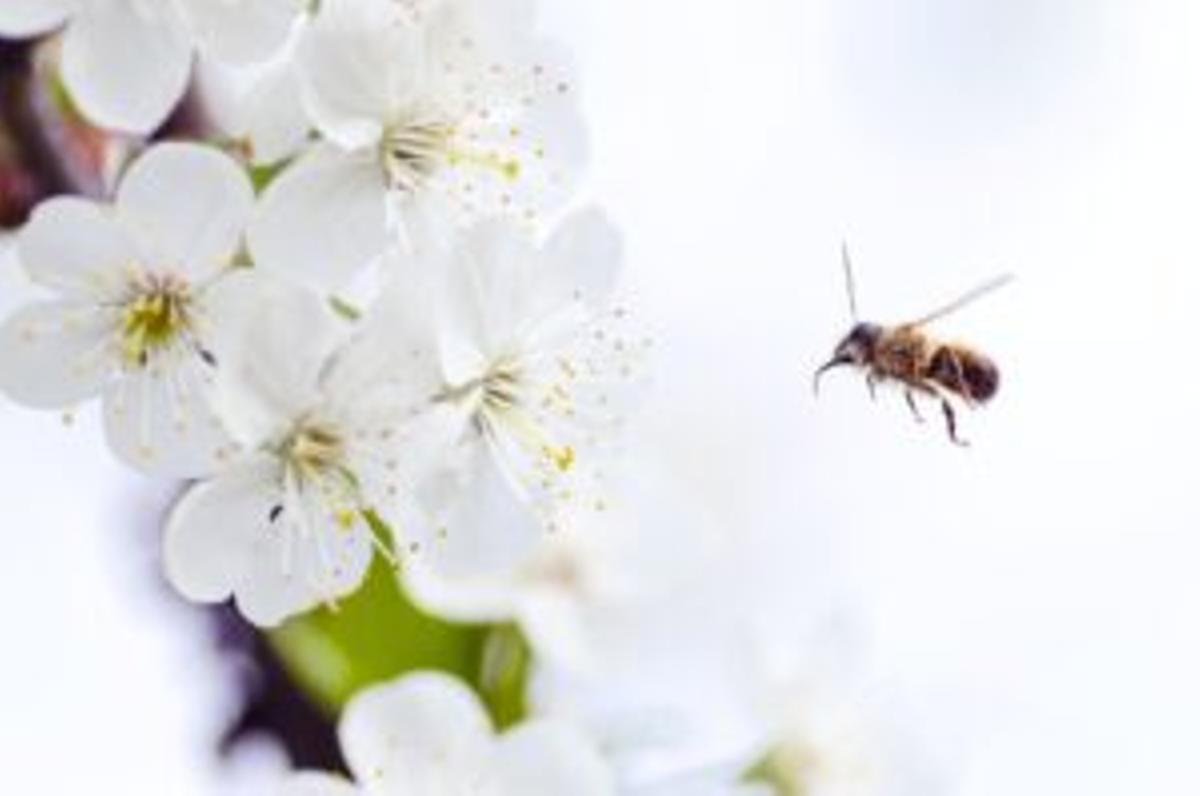 Inmunoterapia: la cura contra las alergias a las picaduras de avispas y abejas