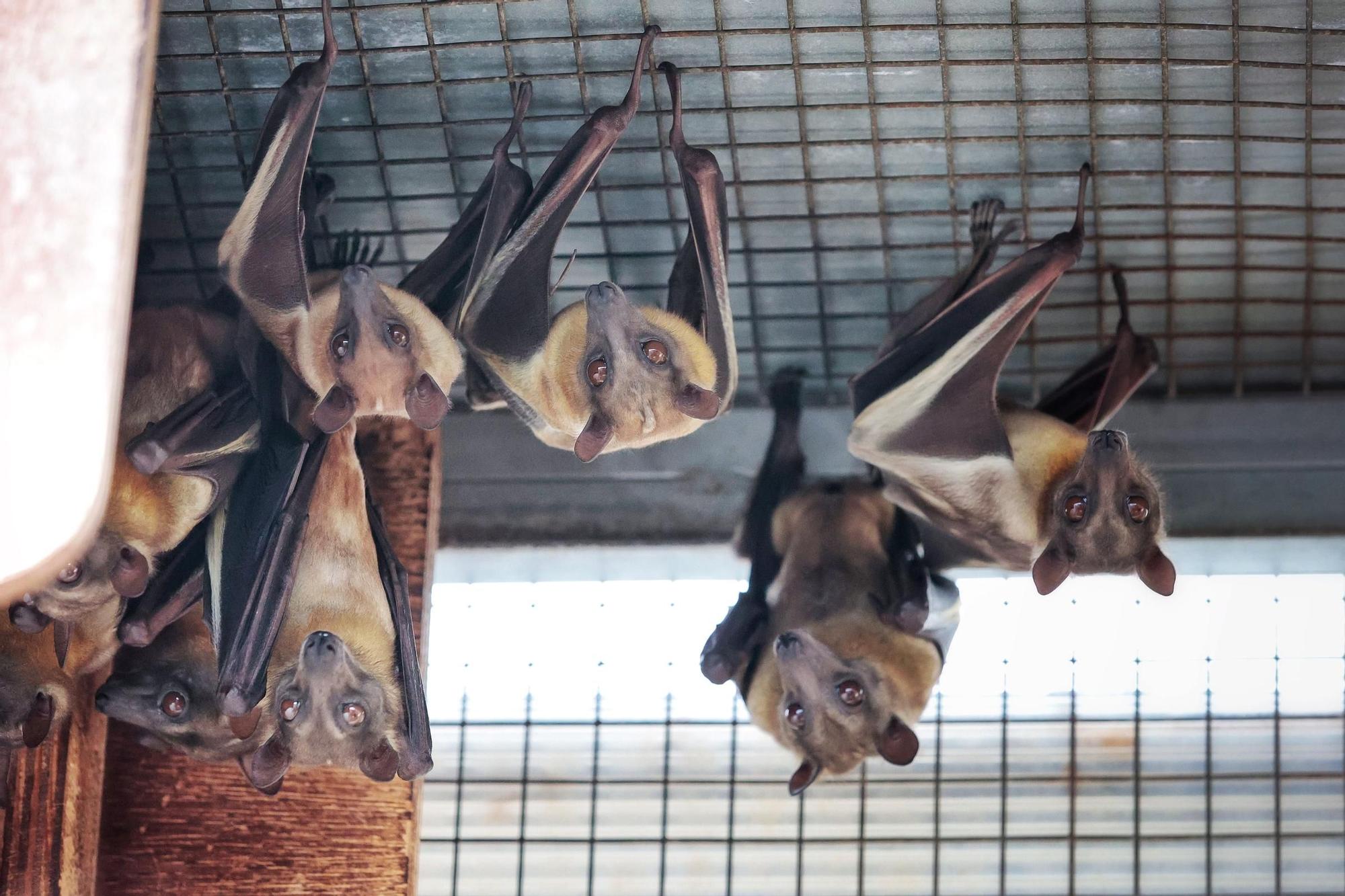 Centro de Fauna Exótica de Santa Cruz