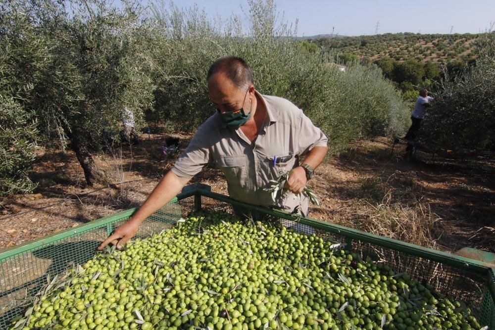 Inicio de la campaña de la aceituna en Córdoba