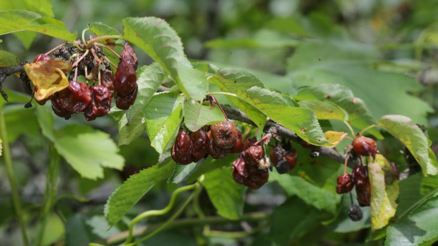 Las tormentas arruinan la cosecha de cereza en Chantada