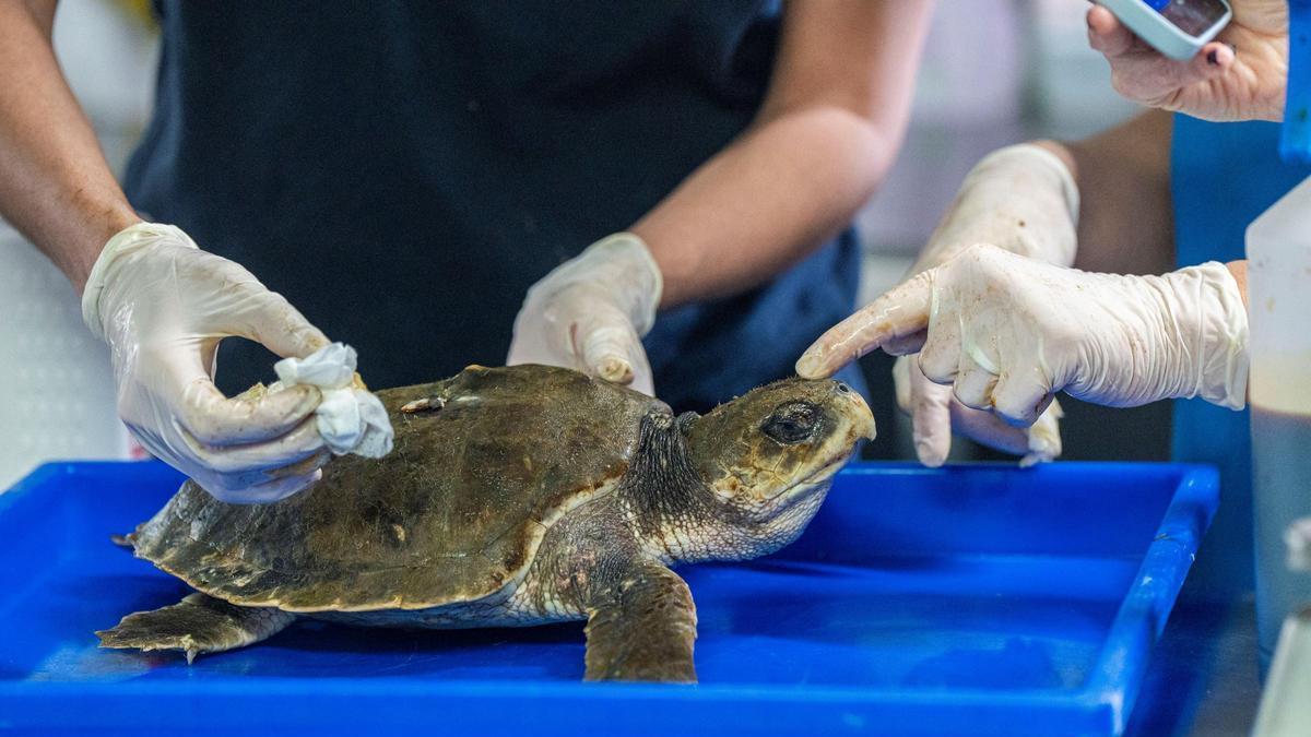 Tortuga lora a su llegada al Acuario.