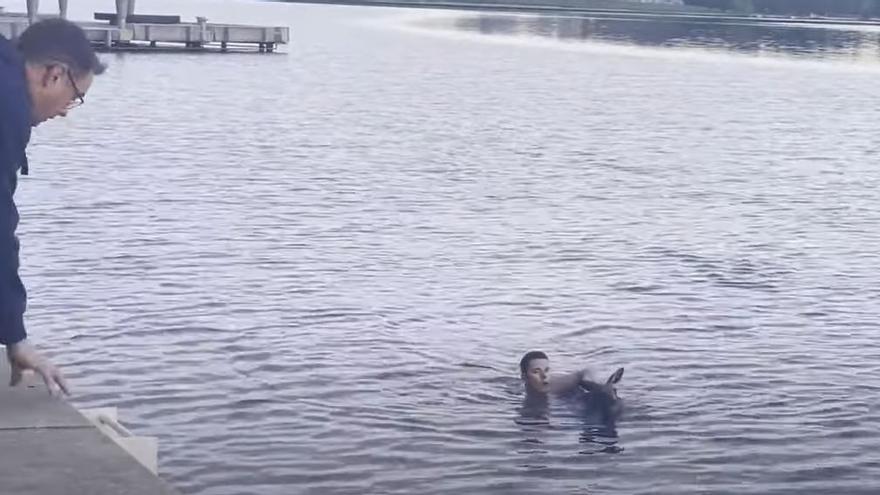 Rescat d&#039;un cangur en un llac d&#039;Austràlia