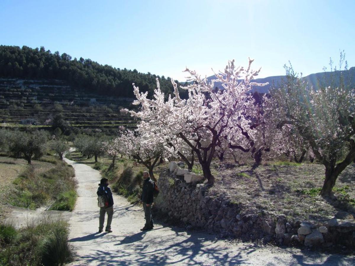 Almendros en flor en Planes
