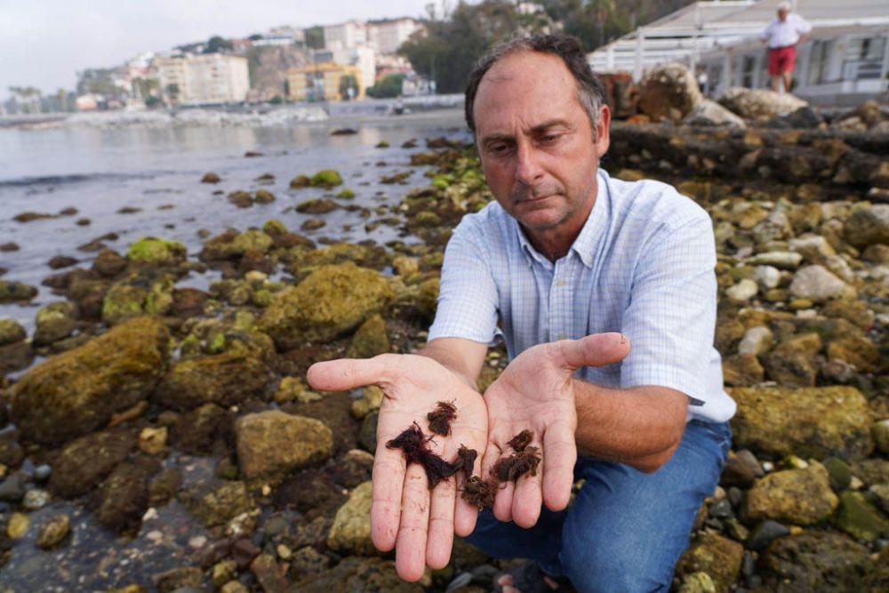 Juan Jesús Martín, biólogo del Aula del Mar, con el Alga de Hawái.