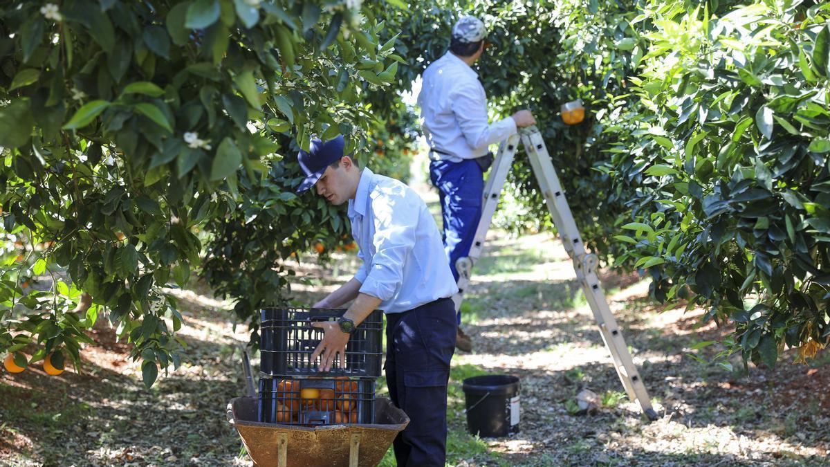 Recogida de naranjas en Ibiza.