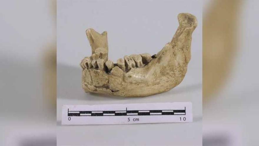 La mandíbula de Banyoles va pertànyer a l&#039;Homo sapiens més antic d&#039;Europa