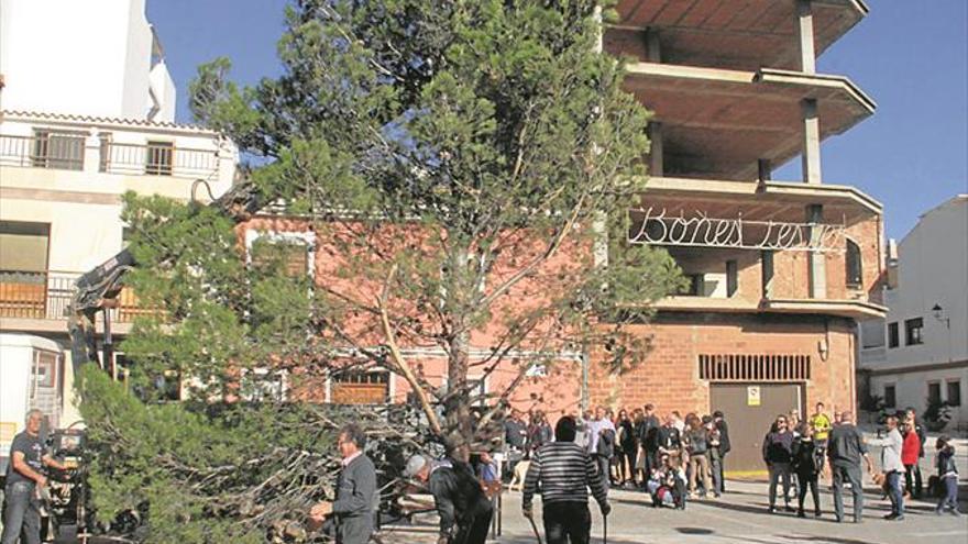 La Vall consolida la ‘baixà del pi’ en su quinta edición