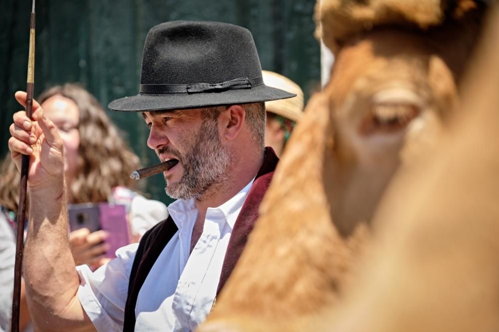 Romería de Tegueste, mayo de 2019