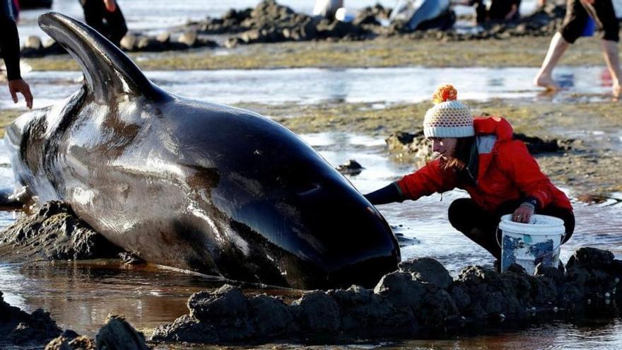 Halladas unas 300 ballenas muertas en Nueva Zelanda