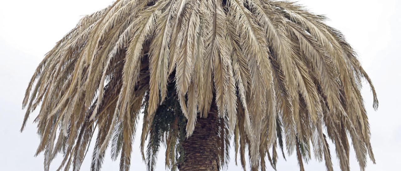 La corona de una palmera de Pereiró, con el aspecto que avanza su irremediable muerte por la plaga. // M. G. Brea