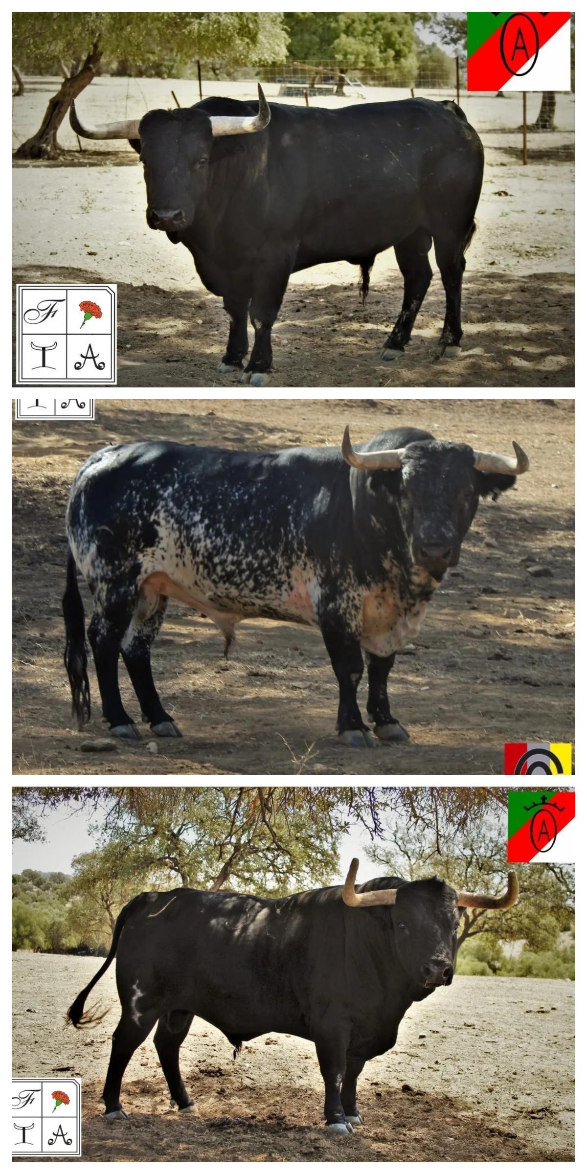 Los tres toros que exhibirán este fin de semana en el barrio de la Foia, en Artana.