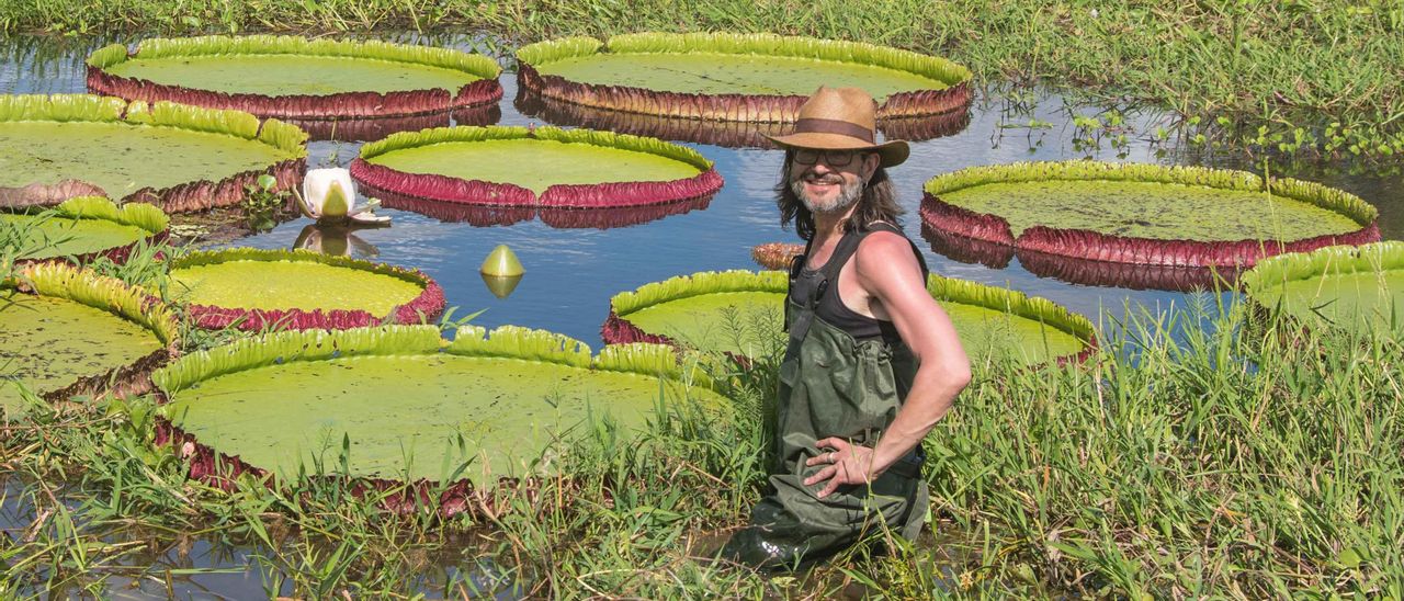 Las espectaculares imágenes que muestran, a cámara rápida, el proceso de crecimiento de los nenúfares