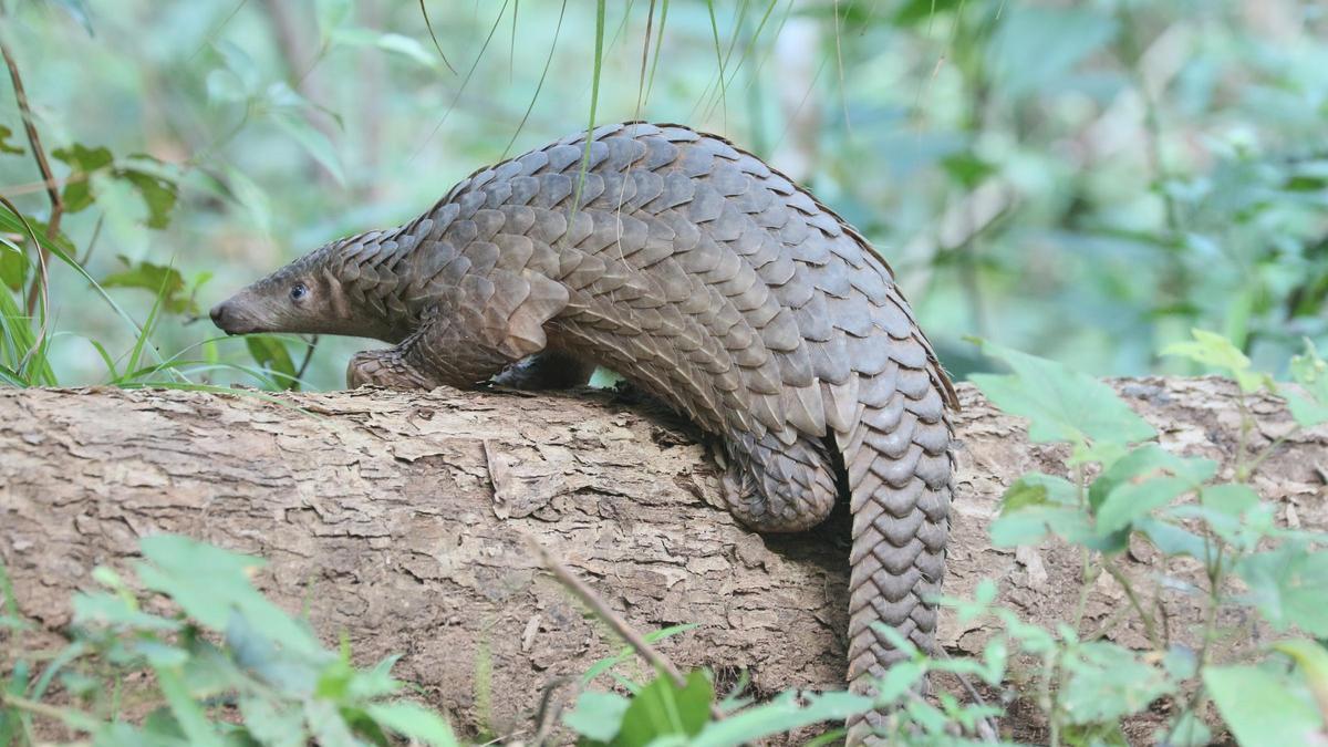 Un ejemplar de pangolín.