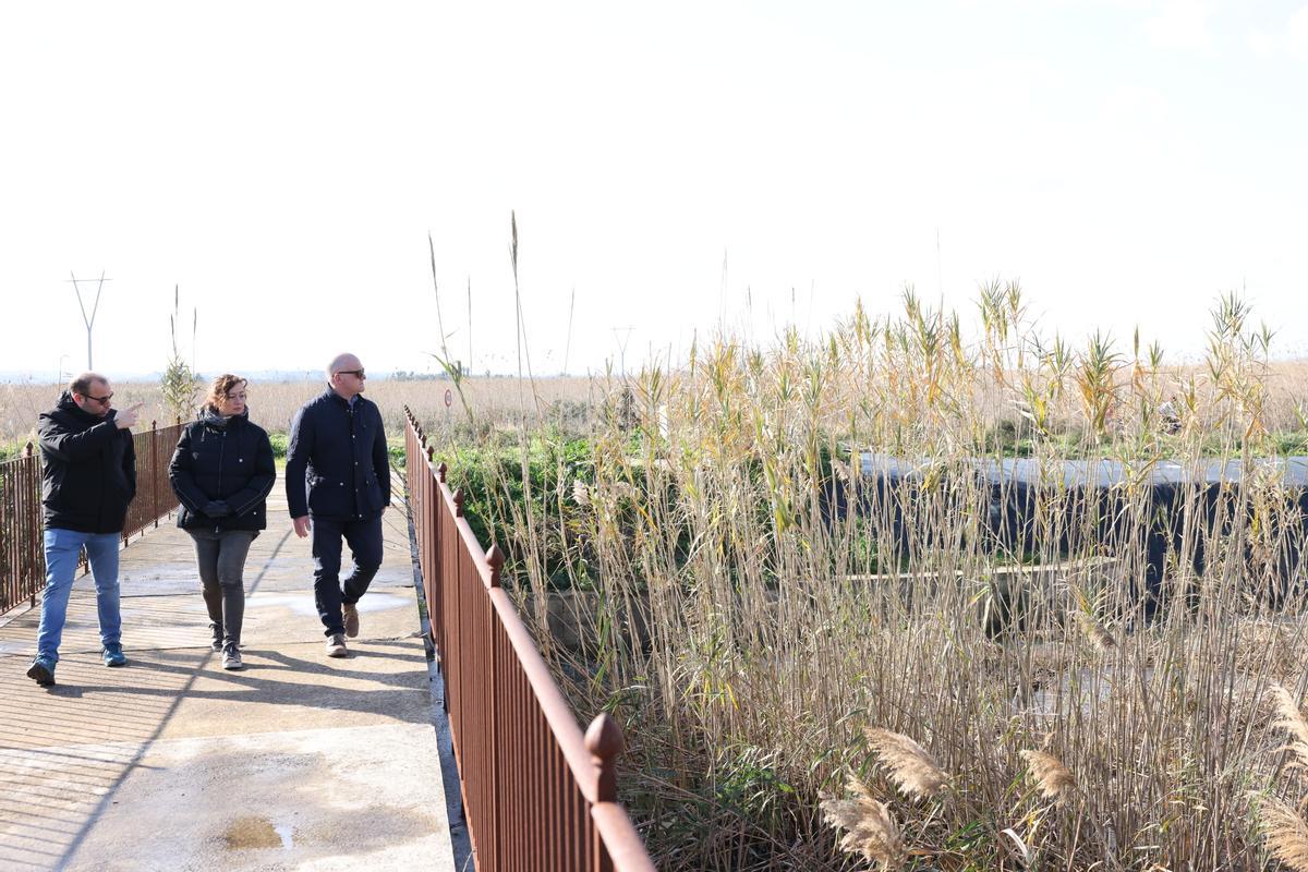 Medio Ambiente replica una pionera metodología de Valencia para eliminar la caña exótica del torrente de Siurana