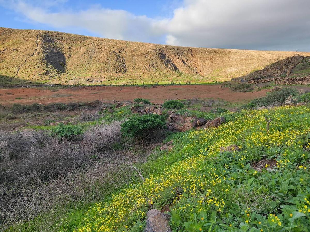 Los campos del norte de Lanzarote se tiñen de verde por las lluvias del invierno
