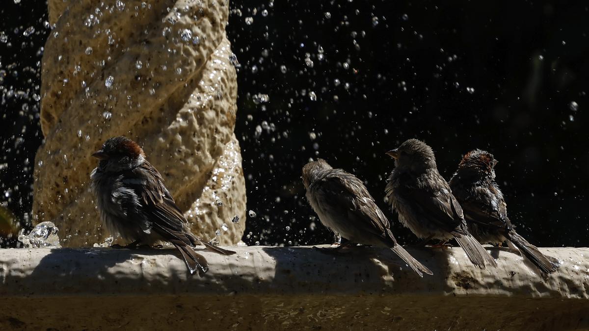 Mañana empieza la cuarta ola de calor del verano, con máximas que podrán superar los 40 ºC