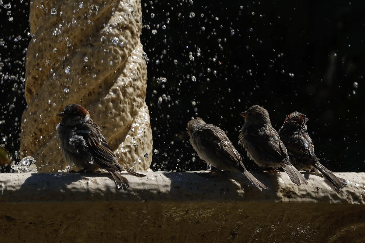 Mañana empieza la cuarta ola de calor del verano, con máximas que podrán superar los 40 ºC