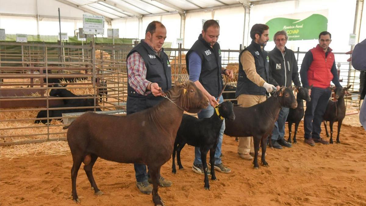 Coronavirus en Córdoba: suspenden la Feria Agroganadera del Valle de los Pedroches