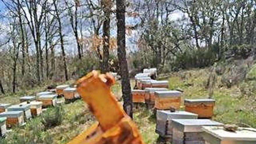El apicultor maneja uno de los cuadros en un colmenar.