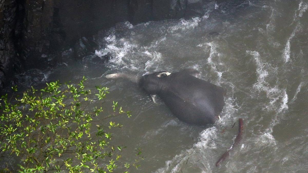 Uno de los 11 elefantes despeñados en la cascada de Khao Tai.