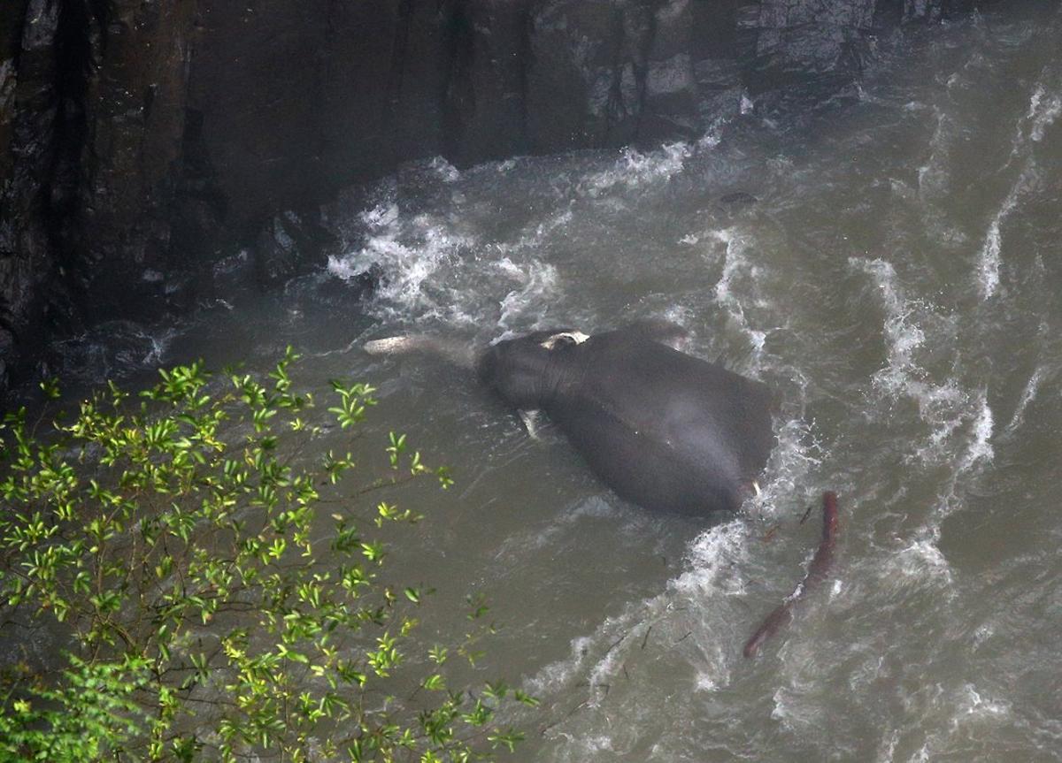 Khao Yai (Thailand), 09/10/2019.- One of the elephants that died in Haew Narok Waterfall in Khao Yai National Park, Prachin Buri Province, Thailand, 09 October 2019. The officials confirm on 08 October 2019 that the herd had thirteen elephants, and that they are expecting that two of them survived and eleven elephants died, after falling into Haew Narok Waterfall in Khao Yai National Park on 05 October 2019, said the national park official. (Tailandia) EFE/EPA/NARONG SANGNAK