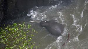 Khao Yai (Thailand), 09/10/2019.- One of the elephants that died in Haew Narok Waterfall in Khao Yai National Park, Prachin Buri Province, Thailand, 09 October 2019. The officials confirm on 08 October 2019 that the herd had thirteen elephants, and that they are expecting that two of them survived and eleven elephants died, after falling into Haew Narok Waterfall in Khao Yai National Park on 05 October 2019, said the national park official. (Tailandia) EFE/EPA/NARONG SANGNAK