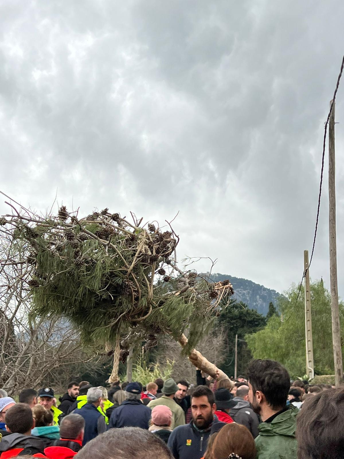 El Pi de Ternelles se dirige a la plaza vella de Pollença. El Pi de Ternelles se dirige a la plaza vella de Pollença.
