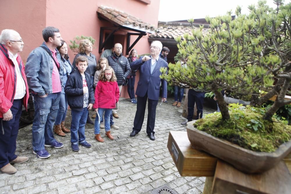 Visita guiada a la colección de bonsai en el Museo Evaristo Valle