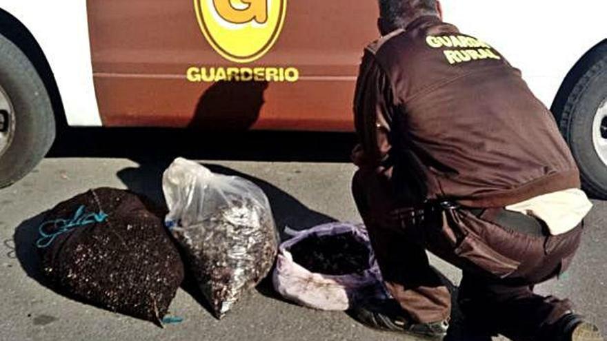 Agentes junto al percebe decomisado en A Coruña.