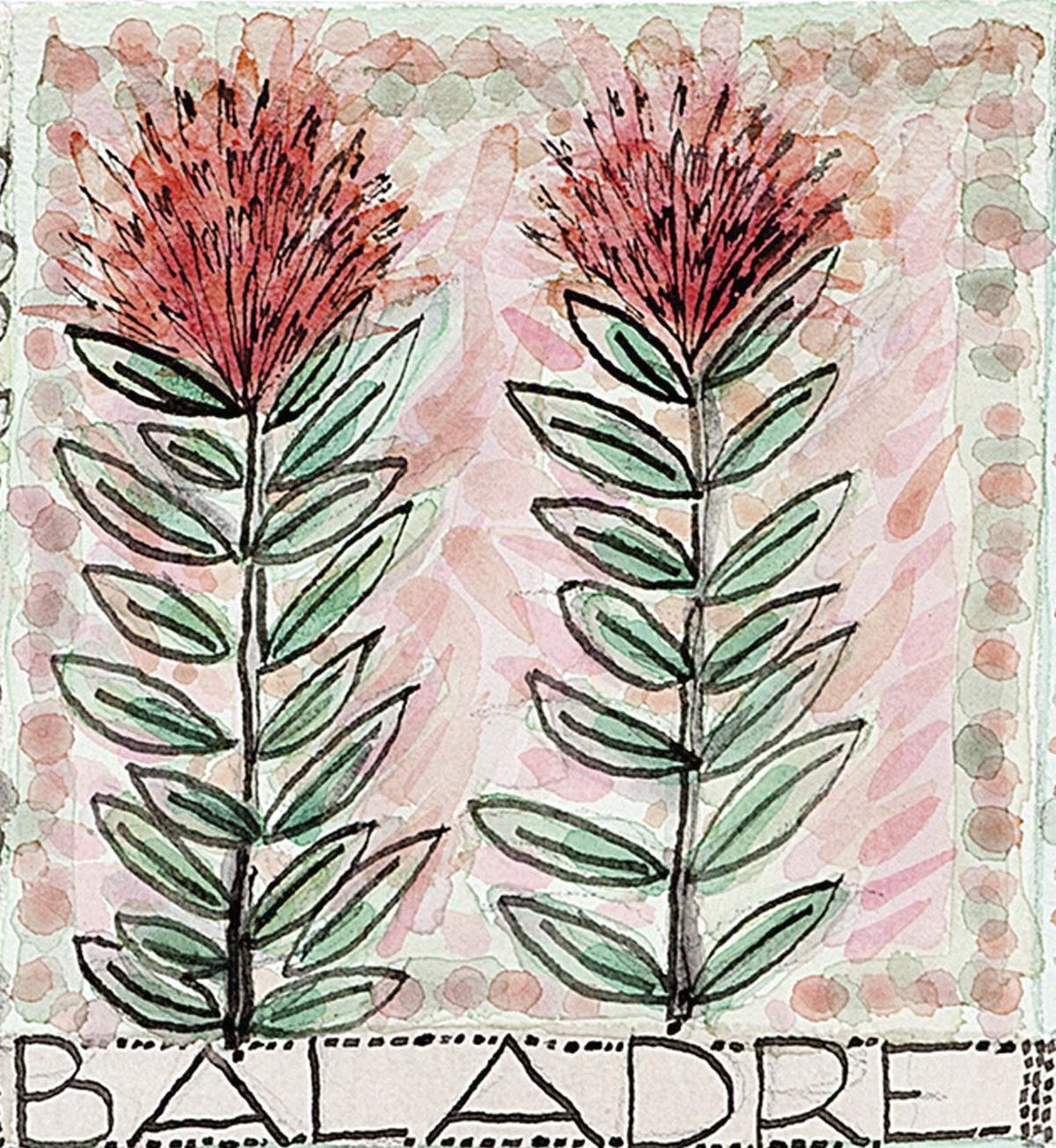 6 plantes de jardí - 1/3